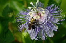 Flower_Sample.jpg