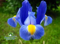 iris.jpg
