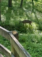 IMG_3240.jpeg