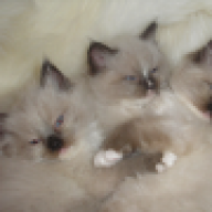 marshazink