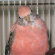 bourkebabe
