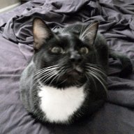 lexisweep76