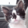 mozicat