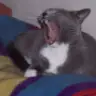 rachwes