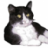 cat5349