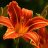 headgardener