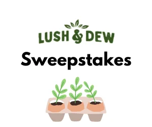 Lush & Dew Sweepstakes, Lush & Dew Instant Win Game