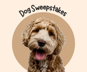 dog sweepstakes, dog contests, dog giveaways, pet giveaways