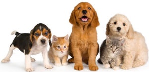 Pet supplies sweepstakes