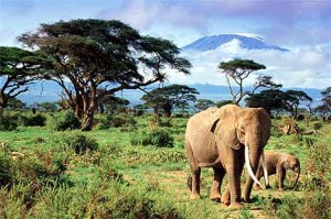African Sweepstakes