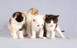 cat sweepstakes