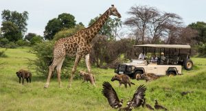 Read more about the article Travel to Africa Sweepstakes
